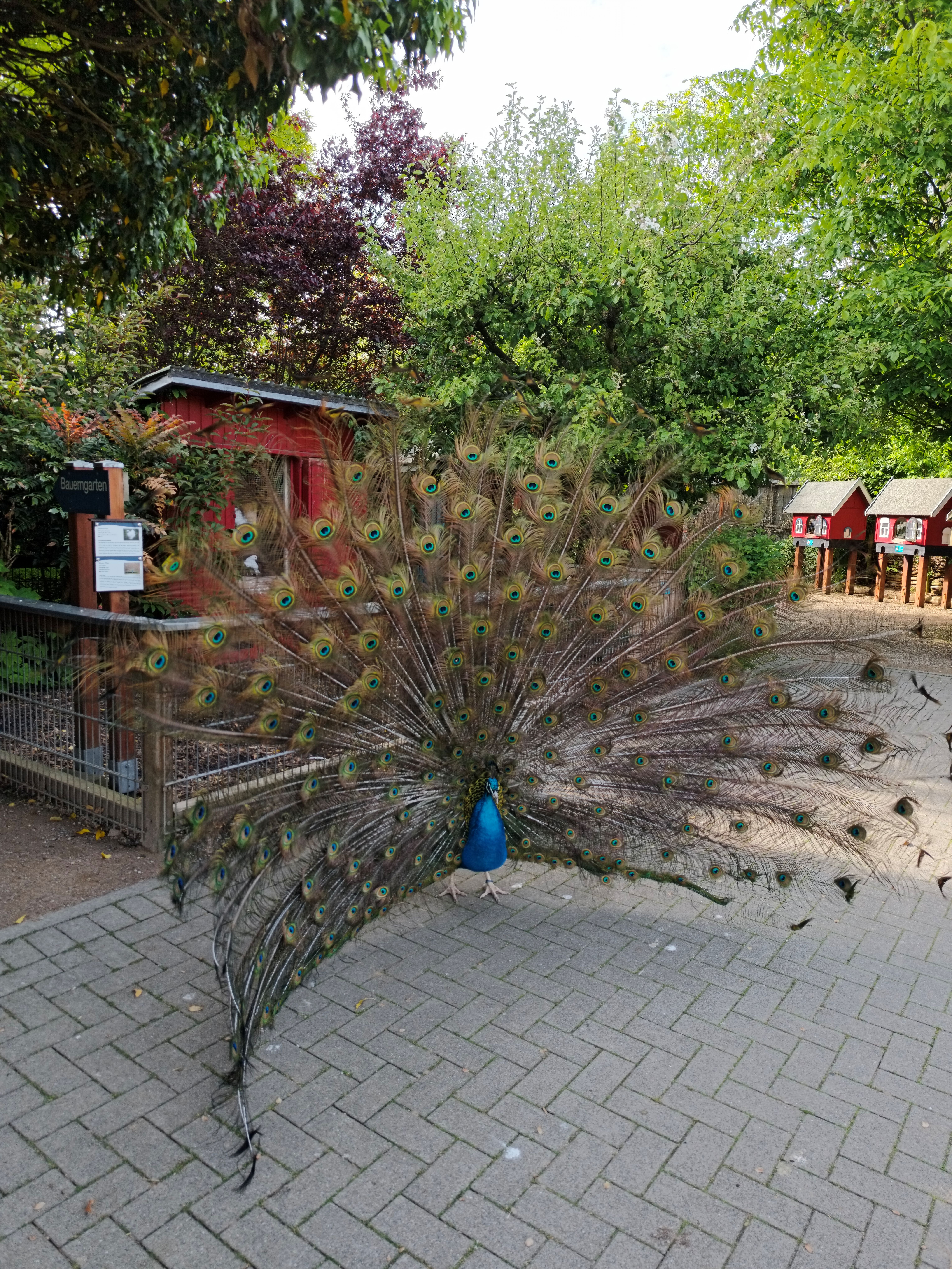 Ein Pfau mit ausgespreizten Schweif