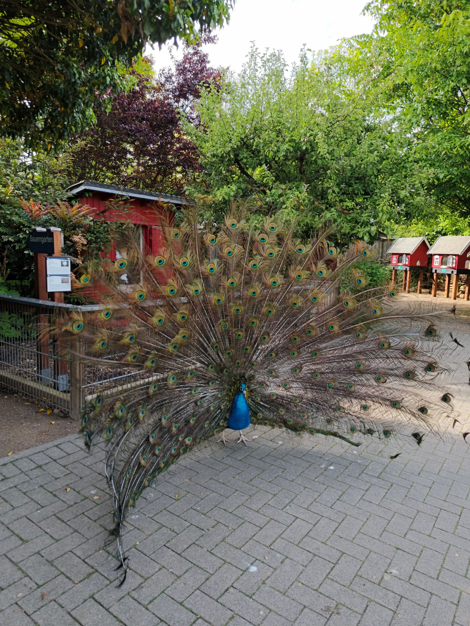 Pfau