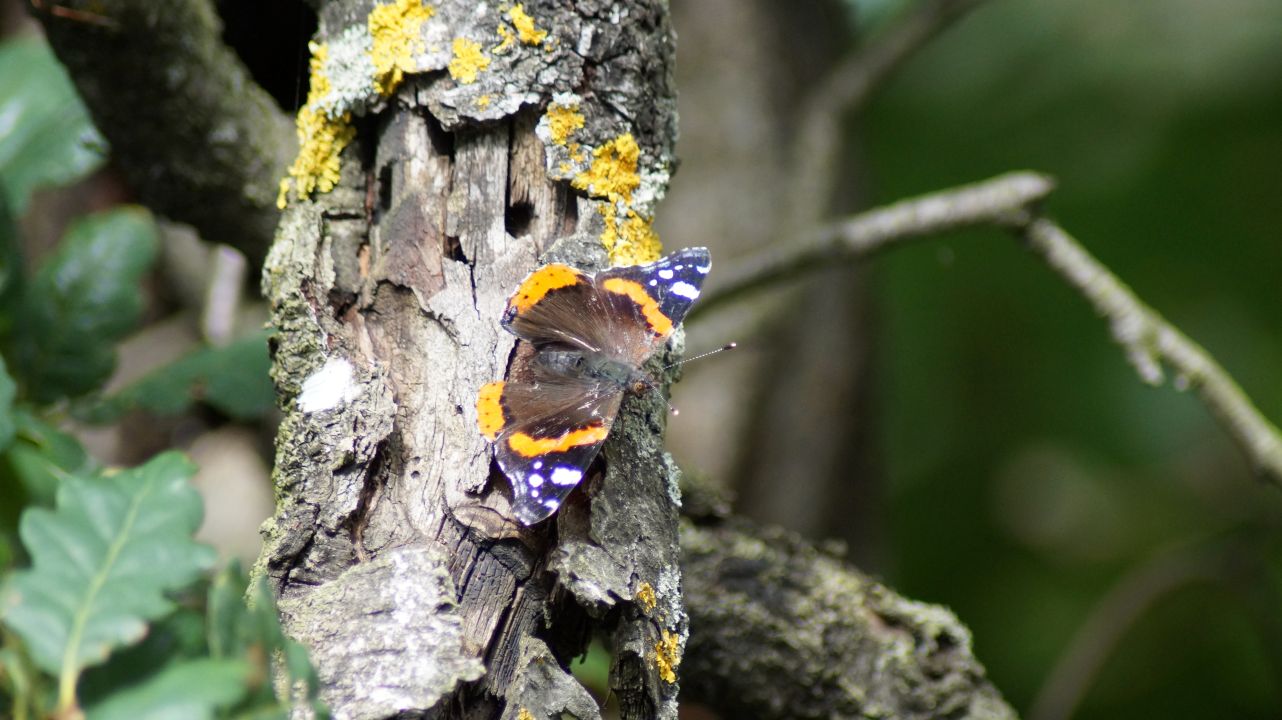 Schmetterling am Baum