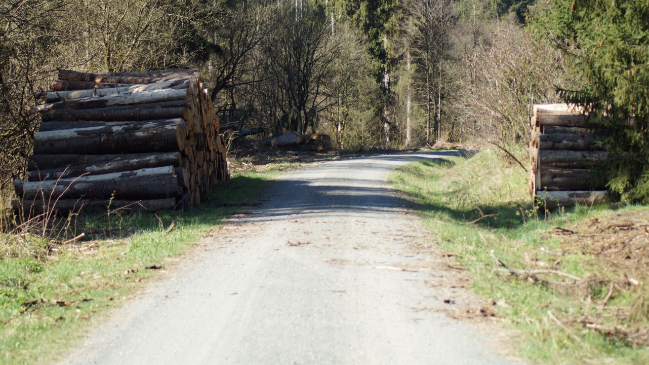 Waldweg in Harz